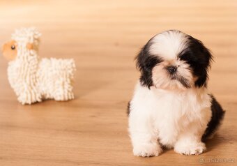 nejmilejší Shih-Tzu štěňátka - 5