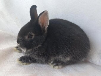 Zakrslí beránci,teddy a bílopesíkatí králíčci s rodokmenem - 5