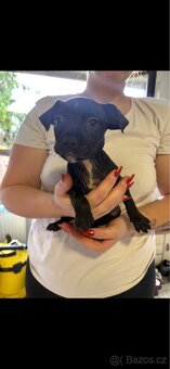 Štěňata Staford - 5