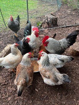 Prodej bio vajec - 5