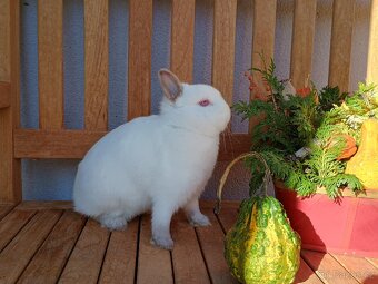 Zakrslá samička mazlíček - 5