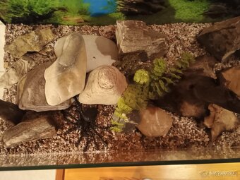 Akvárium/ terárium - 5
