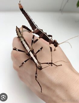 Daruji strašilky do dobrých rukou - 5