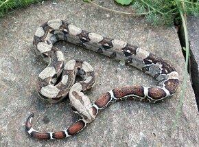 Boa imperator - Normal pos het Sterling Sharp Albino - 5