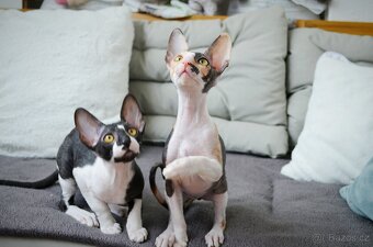 Maciatka cornish rex s PP - 5