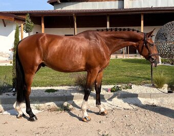 7letý valach po Balum (Balou du Rouet) x Quidam de Revel - 5