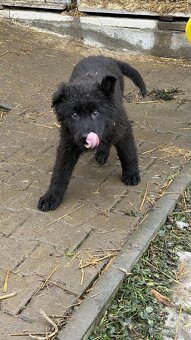 Štěňata německého ovčáka - 5