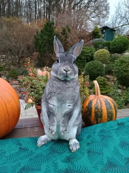 Zakrslý činčilový rex s PP - 5