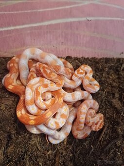 Užovka červená - 5