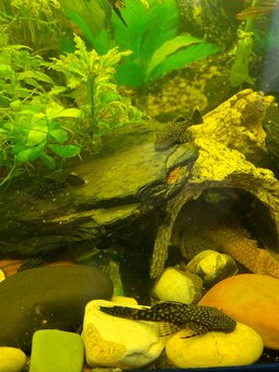 Ancistrus Krunýřovec - 5