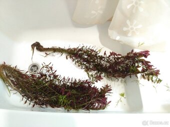 akvarijní rostliny - 5