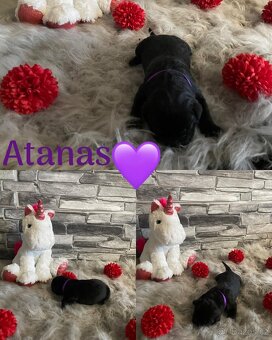Cane corso - 5