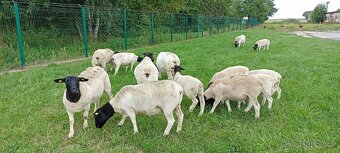 Berani a jehnice Dorper - 5