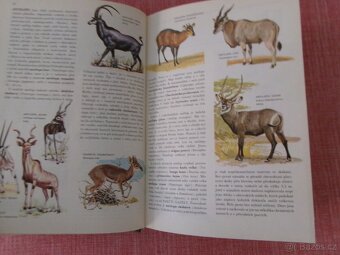 Od agamy po žraloka: Velký ilustrovaný slovník... - 5