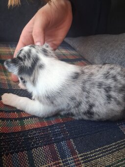 ČIvava miini krátkosrtá - 5