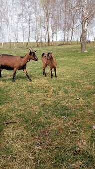 Kozlík podílový AN - 5