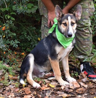DOMINO K ADOPCI - 1 ROK, UČENLIVÝ,HODNÝ,ZVĚDAVÝv - 5