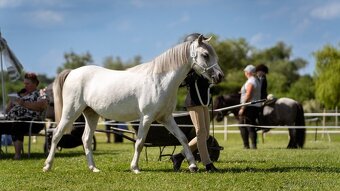 Welsh mountain Pony - 5