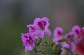 Meyer Optik Görlitz Trioplan 100 f2,8 (bajonet Sony E) - 5