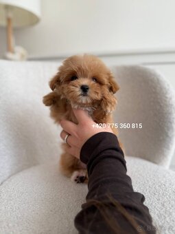 Nádherný chlapeček Maltipoo mini f1 - 5