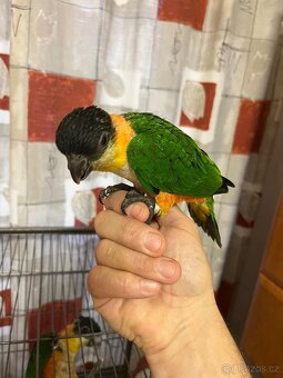 Amazonek černotemenný 1,1, ručně dokrmeni - 5