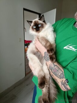 Prodám krásného kocourka Radgoll - 5