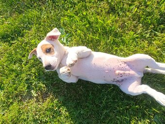 prodám štěňata Jack Russell teriéra-jrt - 5