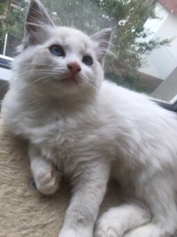 RAGDOLL KOŤÁTKA BEZ PP - 5