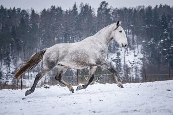 Starokladrubský valach na prodej - 5
