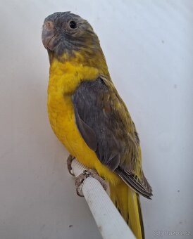 Neoféma tyrkysová žltobruchá - 5