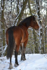 Welsh cob - 5