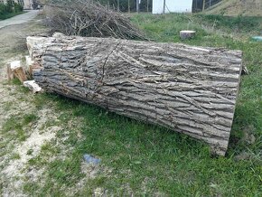 Topol (měkké dřevo) -  velké zajímavé kusy - 5