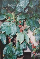 Cofeea Arabica rostlina 100 Kč - 5