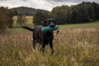 Labradorský retrívr - pracovní linie - 5
