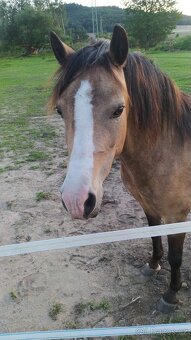 Welsh Moutain Pony kobylka s atraktivním zbarvením - 5