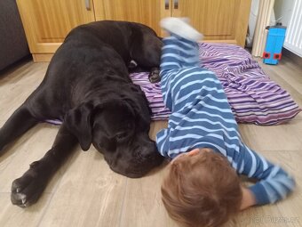 Cane corso černý krycí pes - 5