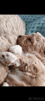 bischpoo ,,, toy pudl - 5