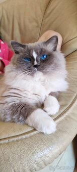 Ragdoll Blue mitted - 5
