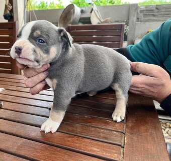 Štěně American Bully - 5