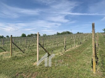 Křepice u Hustopečí – vinice 4 085 m2 – dobrý udržovaný stav - 5