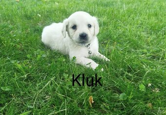 Zlatý retrívr / retriever bez pp - 5