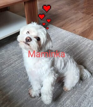 Maltézský Psik / Maltezak - 5