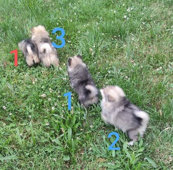 Štěňátka špic pomeranian - 5
