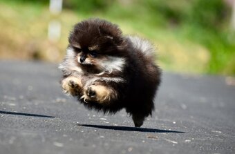 Pomeranian - 5