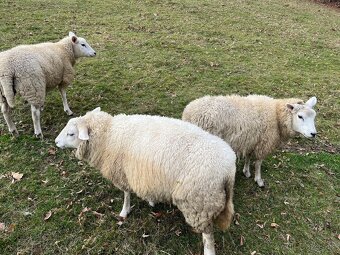 Prodám ovce - 5