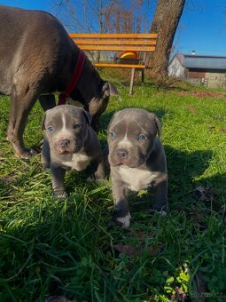 🐾 Americký staford – modrá štěňátka Bibi a Oli - 5