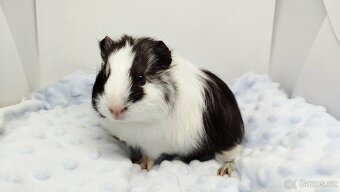 Morče, Morčata, Morčátko, Morčátka - BETTY - 5