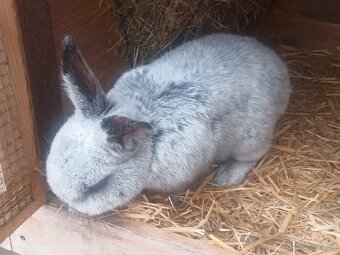 Prodám samce králíka VSS - 5