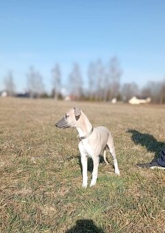 Whippet/ Vipet s PP - 5