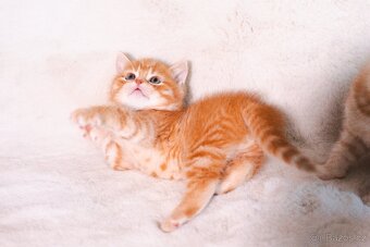 Scottish Fold a Scottish Straight - 5
